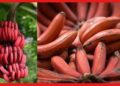 Red Banana: হলুদ বা সবুজ নয়, লাল কলা মুক্তি দেবে একাধিক রোগ থেকে, জানুন চাষের পদ্ধতি