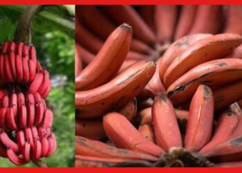 Red Banana: হলুদ বা সবুজ নয়, লাল কলা মুক্তি দেবে একাধিক রোগ থেকে, জানুন চাষের পদ্ধতি