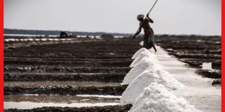 Salt Business : মাত্র ১০ হাজার বিনিয়োগে মাসিক ৬০ হাজার রোজগার ! জানুন লবণ ব্যবসা সম্পর্কে