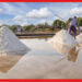 Salt Farming Process: কীভাবে লবণ তৈরি হয়? জানলে গা গুলিয়ে উঠবে!