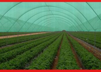 Shade Net Farming: চাষের জন্য বেছে নিন শেড নেট পদ্ধতি, উর্ধ্বমুখী হবে লাভের পরিমাণ