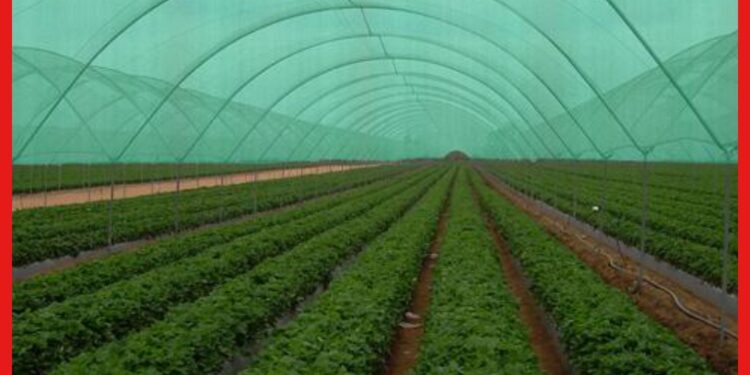 Shade Net Farming: চাষের জন্য বেছে নিন শেড নেট পদ্ধতি, উর্ধ্বমুখী হবে লাভের পরিমাণ