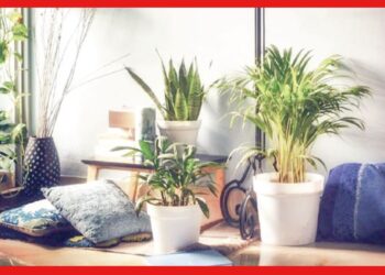 Vastu Tips: বাস্তুশাস্ত্র অনুযায়ী ঘরে রাখুন এই বিশেষ গাছ, সংসারে অভাবের ছায়া থাকবে না