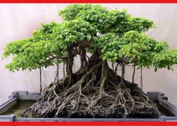 Bonsai Tree Business: বাড়তি আয়ের কথা ভাবছেন ?  মাত্র ৫ হাজার টাকায় শুরু করুন এই ব্যবসা