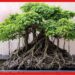 Bonsai Tree Business: বাড়তি আয়ের কথা ভাবছেন ? মাত্র ৫ হাজার টাকায় শুরু করুন এই ব্যবসা