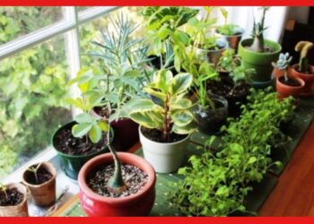 Vastu Tips: বাড়িতে ভুলেও রাখবেন না এই গাছ! নিত্য অশান্তি পিছু ছাড়বে না
