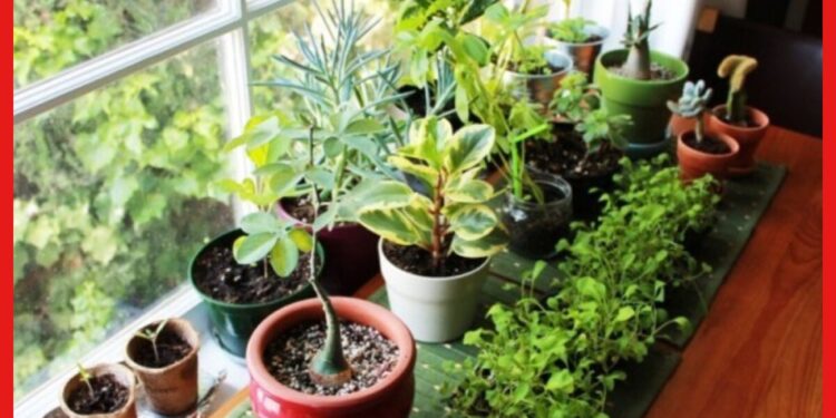 Vastu Tips: বাড়িতে ভুলেও রাখবেন না এই গাছ! নিত্য অশান্তি পিছু ছাড়বে না