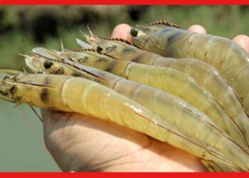 Venami Shrimp Farming : ভেনামি চিংড়ির নাম শুনেছেন ? চাষ করলেই লক্ষ্মী লাভের দারুন সুযোগ