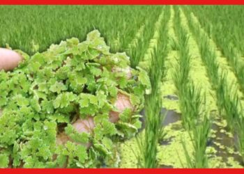 Azolla Cultivation : ধানের জমিতে চাষ করুন অ্যাজোলা, তড়তড়িয়ে বাড়বে মাটির উর্বরতা