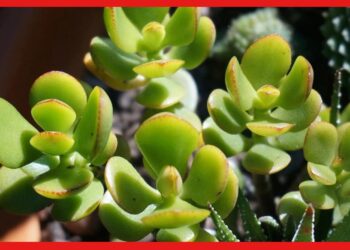 Vastu Tips : ধন কুবেরকে প্রসন্ন করতে পারে এই গাছ, অর্থাভাব কাটাতে বাড়িতে রাখুন ক্রাসুলা