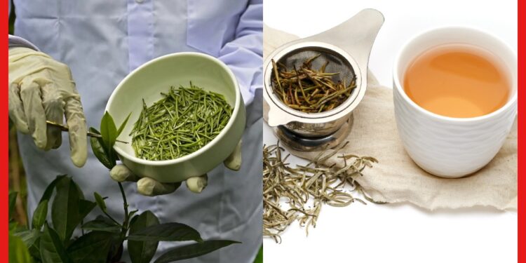 White Tea: সাদা চায়ের ব্যবসায় হবেন লাখপতি, উপকারী এই জিনিসের মূল্য অনেক!