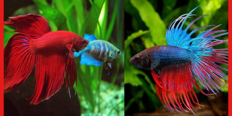 Colouring Fish : রঙিন মাছ চাষের শখ রয়েছে ? বিকল্প আয়ের পথ হতে পারে এটাই