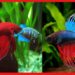 Colouring Fish : রঙিন মাছ চাষের শখ রয়েছে ? বিকল্প আয়ের পথ হতে পারে এটাই