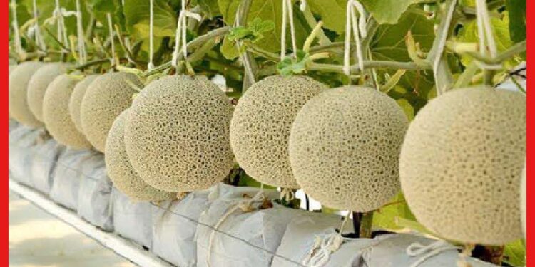Rock Melon: তরমুজের সমগোত্রীয় ফল, বাজারে চাহিদা বাড়ছে রক মেলনের