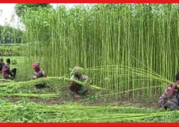 Bangladesh: বাংলাদেশে হারিয়ে যাচ্ছে সোনালী তন্তুর ঐতিহ্য! ক্ষতির মুখে প্রচুর কৃষক