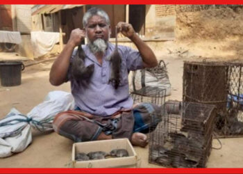Bangladesh: মাটির গন্ধ শুঁকে ইঁদুরের হদিস দেন আনোয়ার, লেজ কেটে পেয়েছেন জাতীয় পুরস্কার!