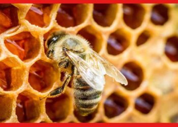 Honey Making Process: মৌমাছির দেহই একটা আস্ত ফ্যাক্টরি! কীভাবে মধু তৈরি করে এই ছোট্ট প্রাণীটি ?