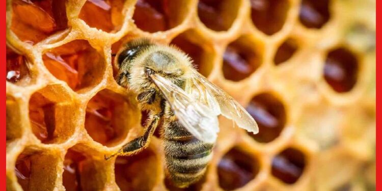 Honey Making Process: মৌমাছির দেহই একটা আস্ত ফ্যাক্টরি! কীভাবে মধু তৈরি করে এই ছোট্ট প্রাণীটি ?