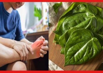 Betel Leaves: ডিটক্সিফাইং কিংবা ইউরিক অ্যাসিড, সব ক্ষেত্রেই দারুন উপকারী এই পাতা