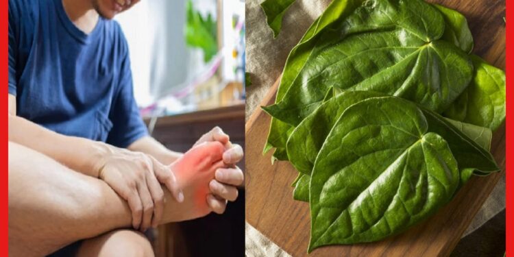 Betel Leaves: ডিটক্সিফাইং কিংবা ইউরিক অ্যাসিড, সব ক্ষেত্রেই দারুন উপকারী এই পাতা