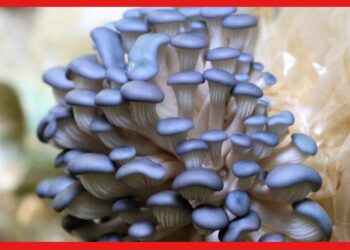 Blue Oyster Mushroom: উচ্চ রক্তচাপের প্রাকৃতিক ওষুধ, কীভাবে চাষ করবেন নীল ঝিনুক মাশরুম?