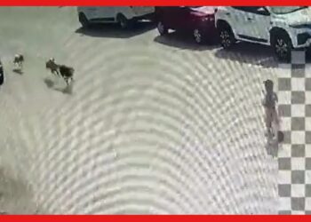 Dog Attack Video: ভয়ানক দৃশ্য! প্রকাশ্য রাস্তায় ৪ বছরের শিশুকে ছিঁড়ে খেল কুকুর, দেখুন ভিডিও