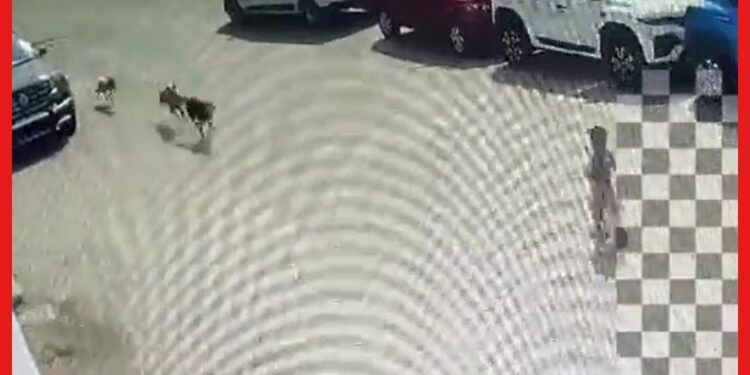 Dog Attack Video: ভয়ানক দৃশ্য! প্রকাশ্য রাস্তায় ৪ বছরের শিশুকে ছিঁড়ে খেল কুকুর, দেখুন ভিডিও