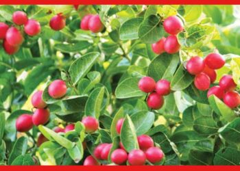 Karamcha Farming: টক-মিষ্টি স্বাদের জনপ্রিয় ফল, করমচা চাষও হতে পারে মুনাফা লাভের পথ