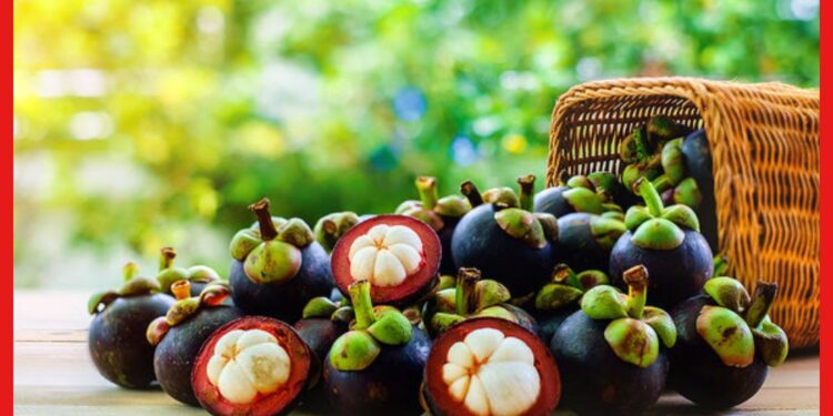 Mangosteen Farming: ভারতের মাটিতেও চাষ হবে ম্যাঙ্গোস্টিন, এই রসালো ফলের স্বাদ কেমন ?