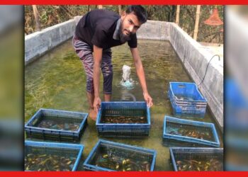 Pearl Farming: বাড়ির ছাদে কীভাবে সম্ভব মুক্তো চাষ? নজির গড়লেন বাংলাদেশের এই ব্যক্তি