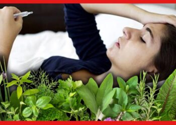 Herbs For Viral Fever: আবহাওয়ার ভোলবদলে ভাইরাল জ্বর! মুক্তি মিলবে কয়েকটি পাতাতে