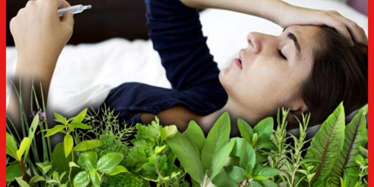 Herbs For Viral Fever: আবহাওয়ার ভোলবদলে ভাইরাল জ্বর! মুক্তি মিলবে কয়েকটি পাতাতে