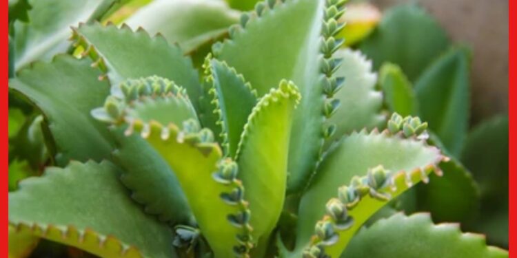 Bryophyllum Plant: পাতা থেকেই বেড়ে উঠবে নতুন ভাবে ! এই ঔষধি গাছ সম্পর্কে জানেন কি ?