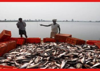 KCC: সরকারি সহযোগিতাতেই হবে মাছ চাষ, ৩ লক্ষ পর্যন্ত ঋণ ফিশ ফার্মার ক্রেডিট কার্ডে