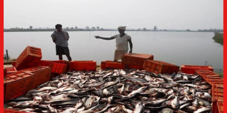 KCC: সরকারি সহযোগিতাতেই হবে মাছ চাষ, ৩ লক্ষ পর্যন্ত ঋণ ফিশ ফার্মার ক্রেডিট কার্ডে