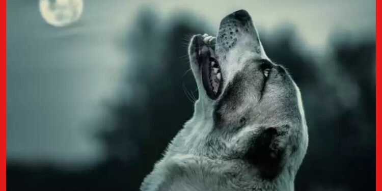 Dogs Cry Reason: ঘুটঘুটে নিশুতি রাতে কুকুরের কান্না কীসের ইঙ্গিত? কী বলছে বিজ্ঞান?