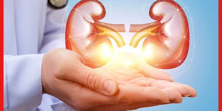 Kidney Care: এই ৫ অভ্যাসে নষ্ট হয়ে যাবে কিডনি! প্রাণ বাঁচাতে এখনই সাবধান হন