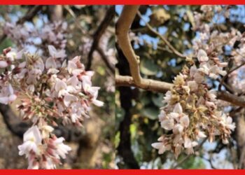 White Palash of Purulia: পুরুলিয়ায় শ্বেত পলাশের দাম ৮০ লক্ষ টাকা! দেখতে হুড়োহুড়ি পর্যটকদের
