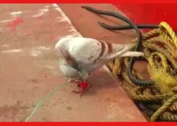 Spy Pigeon in Odisha: ওড়িশায় উদ্ধার রহস্যজনক পায়রা, পায়ে বাঁধা ক্যামেরা চিপ! কারা পাঠাল?