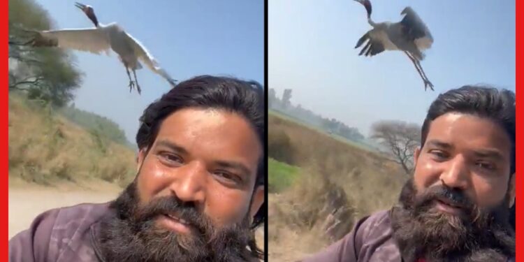 Man-Crane Friendship: মানুষ আর পাখির অসাধারণ বন্ধুত্ব, একে অপরের প্রিয় ভ্রমণ সঙ্গী! দেখুন ভিডিও