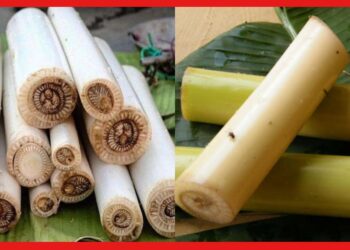 Banana Stem Benefits: কলার থোড় ফেলে দিচ্ছেন? এর চমৎকার উপকার জানলে চমকাবেন