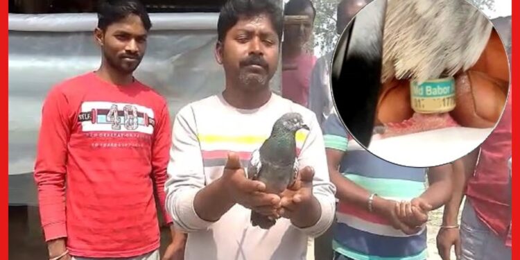 Pigeon in Jalpaiguri: জলপাইগুড়িতে গুপ্তচর পায়রা, পায়ে লেখা ফোন নম্বর! আবার ঘনাচ্ছে রহস্য