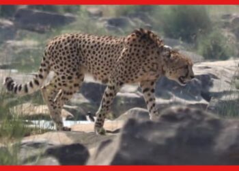 Cheetah: ৭০ বছর পর ভারতে বন্য অবস্থায় চিতা দেখা গেল কুনো ন্যাশনাল পার্কে, ক্যামেরাবন্দি করলেন এক বনকর্মী