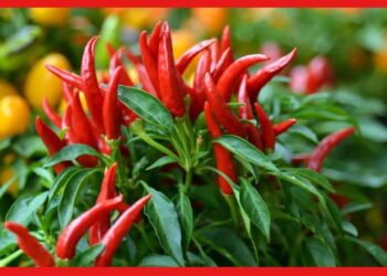 origin of chilies: কাঁচা লঙ্কা আমরা খাই তার জন্ম কোথায়! কলম্বাসের হাত ধরে কীভাবে আবিষ্কার হয়েছিল?