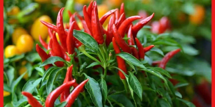 origin of chilies: কাঁচা লঙ্কা আমরা খাই তার জন্ম কোথায়! কলম্বাসের হাত ধরে কীভাবে আবিষ্কার হয়েছিল?