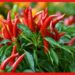 origin of chilies: কাঁচা লঙ্কা আমরা খাই তার জন্ম কোথায়! কলম্বাসের হাত ধরে কীভাবে আবিষ্কার হয়েছিল?