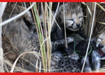 Cheetah: সাশার মৃত্যুর কয়েকদিন পর, চারটি শাবকের জন্ম দিল নামিবিয়া থেকে আনা একটি চিতা