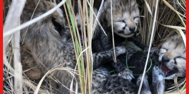 Cheetah: সাশার মৃত্যুর কয়েকদিন পর, চারটি শাবকের জন্ম দিল নামিবিয়া থেকে আনা একটি চিতা