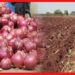 Onion Price: দাম নেই, মাঠ জুড়ে পিয়াঁজ পুড়িয়ে দিচ্ছেন কৃষকরা! চরম দুর্দশার ছবি ভারতে