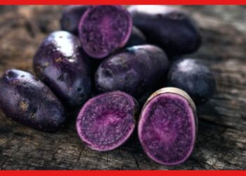 Black Potato: কালো আলু চাষ করলেই হবেন লাখপতি! দাম জানলে চমকাবেন